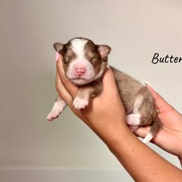 Butterscotch - Chocolate merle male Bernedoodle puppy in Pennsylvania from Bells Bernedoodles
