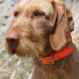 Wirehaired Vizslas from Compass Wirehaired Vizslas