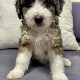 Girl 1 - female Bernedoodle puppy in Janesville, Wisconsin from Zakadoodles