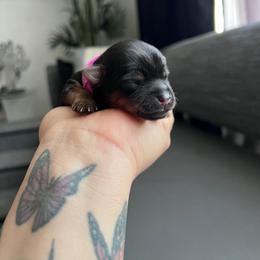 Pink girl - Black and tan female Yorkshire Terrier puppy in Las Vegas, Nevada from Lala’s Pups