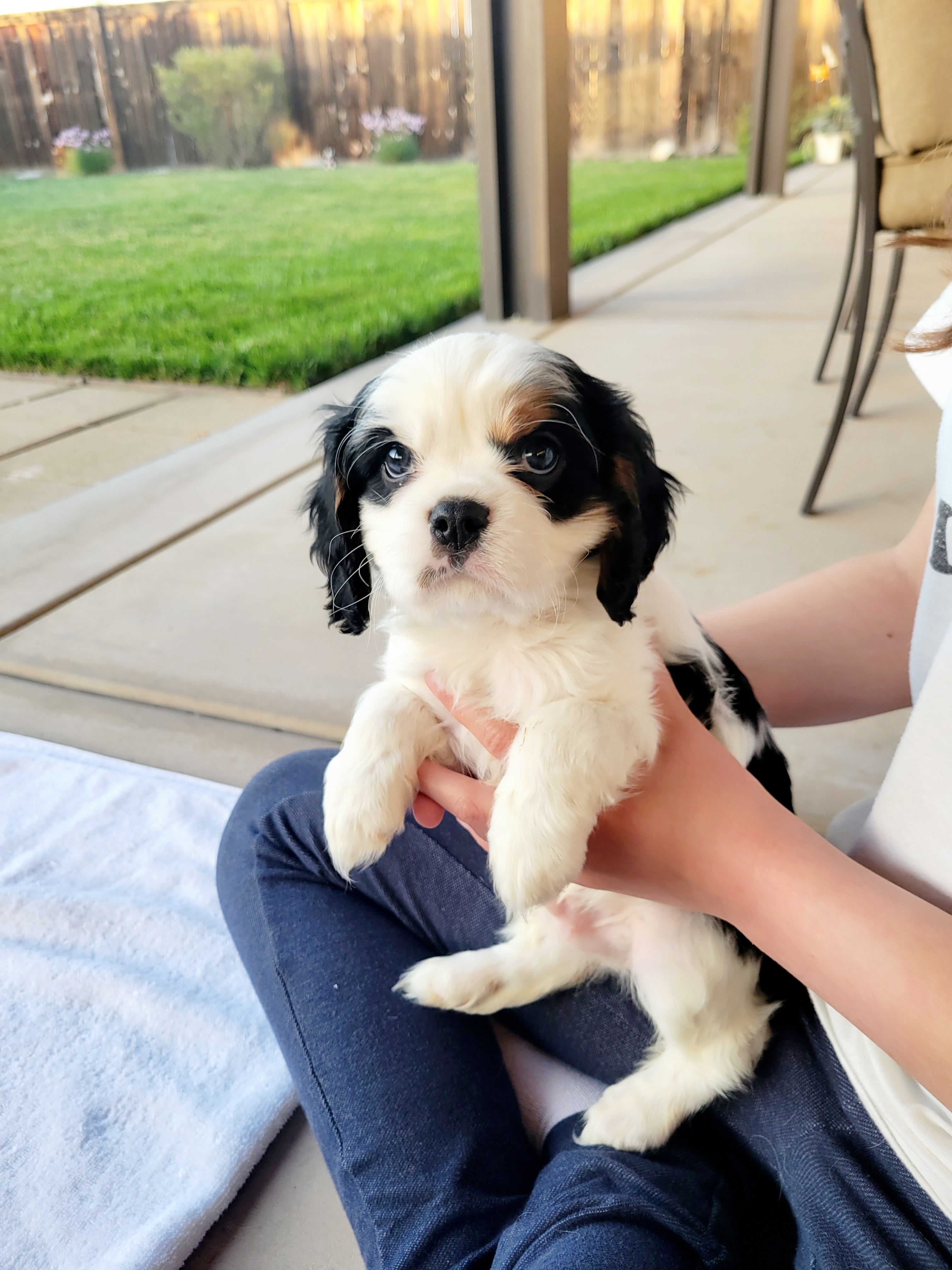 Cavalier King Charles Spaniel Puppies from Southern California Cavaliers