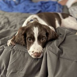 Ruger - English Springer Spaniel
