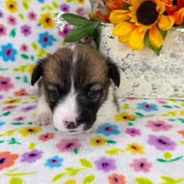 WINONA - Sable female Pembroke Welsh Corgi puppy in Ritzville, Washington from Sapphire Iris Corgis