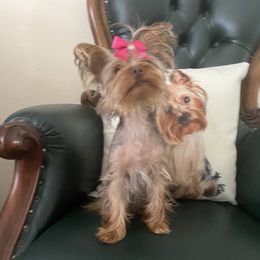 Coco - Yorkshire Terrier