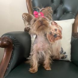 Coco - Yorkshire Terrier