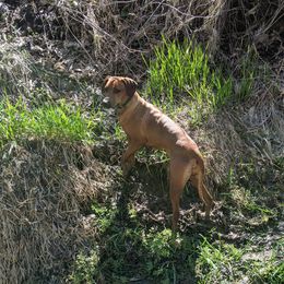 Mara - Rhodesian Ridgeback