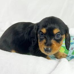 KitKat - Black and tan female Dachshund puppy in Sacramento, California from MiniDoxPups