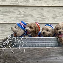 Cockapoo Puppies from East St. Poodles & Doodles
