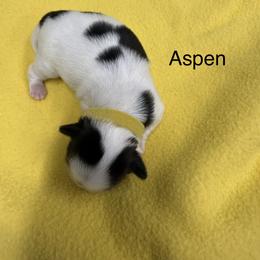 Aspen - Black and white female Shih Tzu puppy in Conway, Missouri from Hillside Loop Kennel LLC