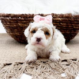 Lulu - Apricot female Cavapoo puppy in Statesville, North Carolina from Doodle Babies