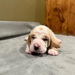 Black Collar - Lemon and white male Basset Hound puppy in Republic, Missouri from Shauna Jones Family Basset Hounds