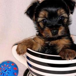Yorkshire Terrier Puppies from Jill Brown