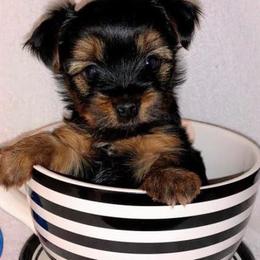 Yorkshire Terrier Puppies from Jill Brown