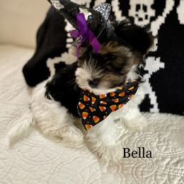 Biewer Terrier Puppies from Blue Water Biewers LLC
