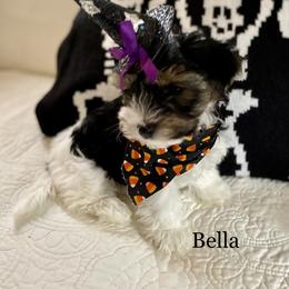 Biewer Terrier Puppies from Blue Water Biewers LLC