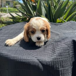 Cavalier King Charles Spaniel Puppies from Caveliers by Grace