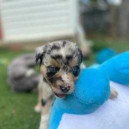 Joe - Blue merle male Miniature Australian Shepherd puppy in Bethany, Illinois from Rachel at Marrowbone Creek Aussies