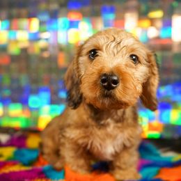 American Corgi, Dachshund, and Pembroke Welsh Corgi Puppies from Shining A Lowriders & Co.