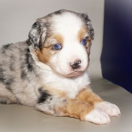 Miniature Australian Shepherd Puppies from Southern with Grace Mini Aussies