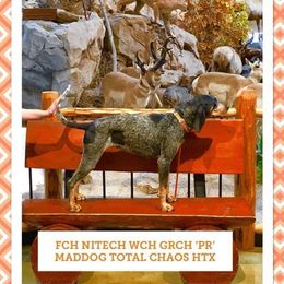 American Leopard Hound, Bluetick Coonhound, and German Shepherd All Grown Up from Haus Biery German Shepherds, Benchmark Blueticks & Leopard Hounds
