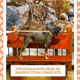 American Leopard Hound, Bluetick Coonhound, and German Shepherd All Grown Up from Haus Biery German Shepherds, Benchmark Blueticks & Leopard Hounds