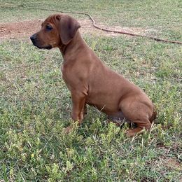 Boy 6 - Red wheaten Rhodesian Ridgeback puppy in Tryon, Oklahoma from Troubadour Ranch