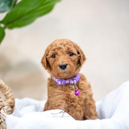 Goldendoodle Puppies from Herrera Family