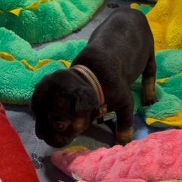 Athena - Black and tan French Bulldog puppy in Neenah, Wisconsin from Mimosa Acres French Bulldogs LLC