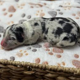 Girl 2 - Blue merle female Australian Shepherd puppy in Volant, Pennsylvania from Addie's Aussies