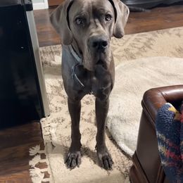 Charlie - Great Dane