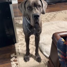 Charlie - Great Dane