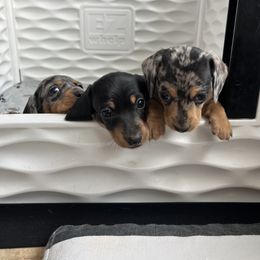 Dachshund Puppies from Weenie Bros