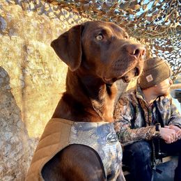 Bear - German Shorthaired Pointer