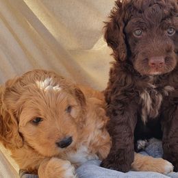 Bernedoodle Puppies from Beach Bernedoodles