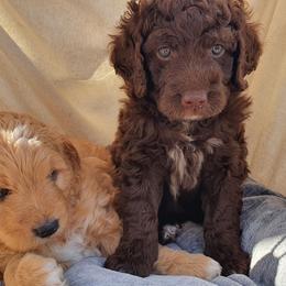 Bernedoodle Puppies from Beach Bernedoodles