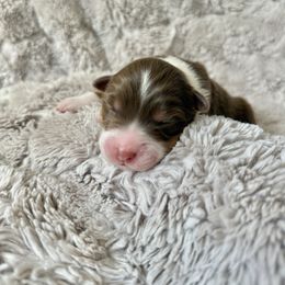 Tilly - Red tri-color female Australian Shepherd puppy in Morehead City, North Carolina from Crab Point Australian Shepherds