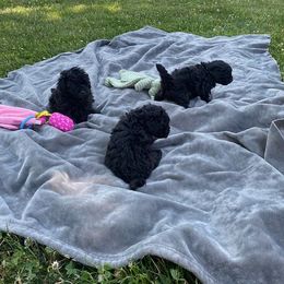Poodle Puppies from Curly Top Poodles