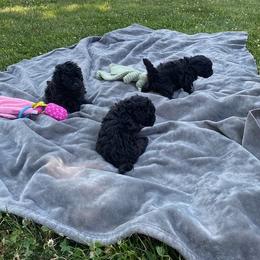 Poodle Puppies from Curly Top Poodles
