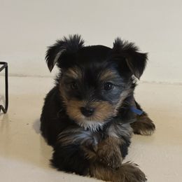 Yorkshire Terrier Puppies from Angelica's Yorkshire Terriers