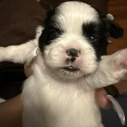 TBD - Black and white male Shih Tzu puppy in Las Vegas, Nevada from Miracle's Shih Tzus