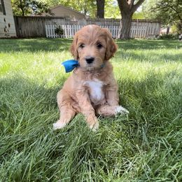 Goldendoodle and Poodle Puppies from Jaeckels Doodles