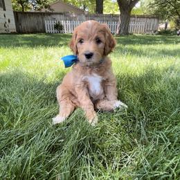 Goldendoodle and Poodle Puppies from Jaeckels Doodles