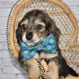 Black and cream sable - Sable male Dachshund puppy in Seminary, Mississippi from Down South Mavericks Dachshunds