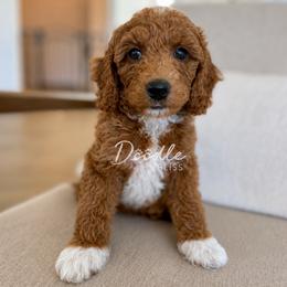 Clay - Red  male Goldendoodle puppy in Gilbert, Arizona from Doodle Bliss