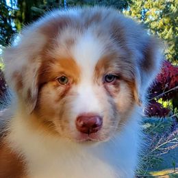 Carhartt - Red merle Australian Shepherd puppy in Olympia, Washington from Echelon Australian Shepherds