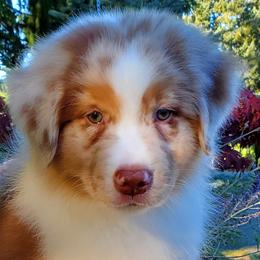 Carhartt - Red merle Australian Shepherd puppy in Olympia, Washington from Echelon Australian Shepherds