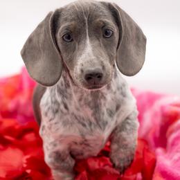 Nova - Dachshund