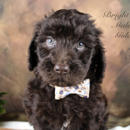 Bernedoodle and Goldendoodle Puppies from Adirondack Poodles Goldendoodles,Bernedoodles & Schnoodles