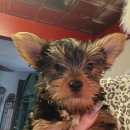 Boy 1 - Black and tan male Yorkshire Terrier puppy in Spokane, Washington from Dana's Yorkies