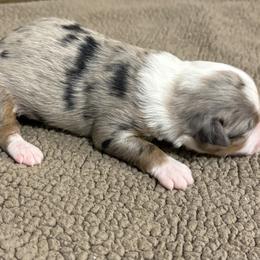 Miniature Australian Shepherd Puppies from Mid-Plains Mini Aussies